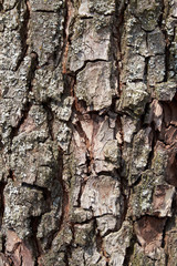 Pear tree bark as a background. Textured wood bark.