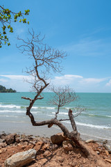 Beautiful beach and tropical sea, Wave of the sea on the sand beach .with dead tree.