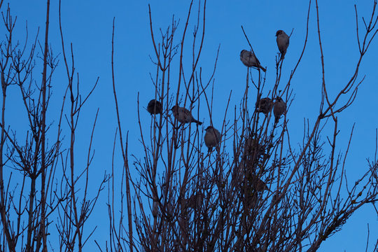 Many Sparrows Are Sitting On The Branches Of A Bush. Clear Sky.