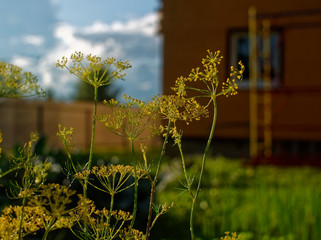 Obraz premium dill umbrellas in the garden after the rain, Russia