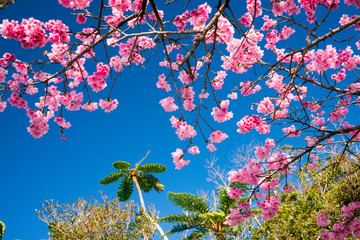 沖縄ヒカゲヘゴと緋寒桜