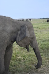 Wild Elephants at Habarana