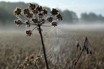 Spinnennetz im Altweibersommer