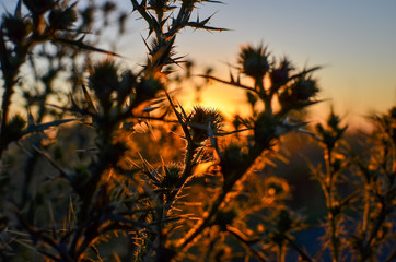 Close up of rustic thorn bushes at sunset, selective focus.