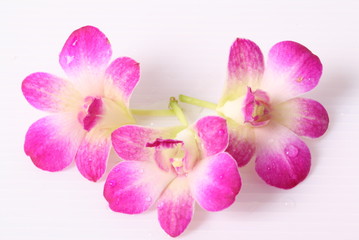 Naklejka na ściany i meble Pink orchids isolated on white background