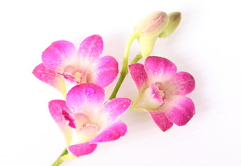 Pink orchids isolated on white background