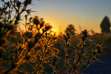 Fototapeta premium Close up of rustic thorn bushes at sunset, selective focus.