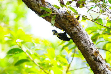 Fototapeta premium Birds of mangalore