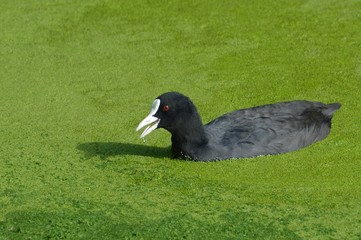 Wasserhuhn in Entengrütze