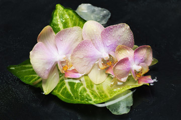 Obraz na płótnie Canvas A sprig of delicate flowers of the Phalaenopsis orchid