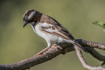 A bird close her very noisy nest colony on my camp's yard. Tumbili Cliff, Lake Baringo, Kenya.