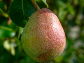 pear on a tree in summer in the garden, Russia