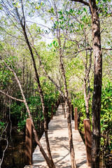 The background image of a wooden bridge in a beautiful mangrove forest