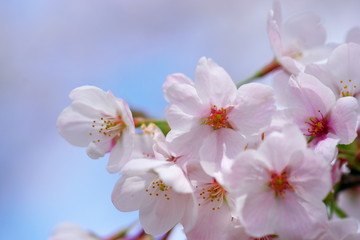 青空を背景に咲く桜