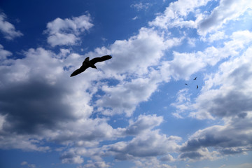 Fototapeta na wymiar Seagull and beautiful clouds
