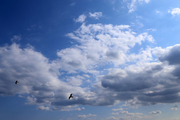 Sky and seagulls