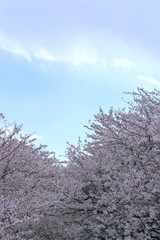 Obraz na płótnie Canvas 桜並木に見上げた空
