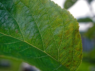 Apple leaf in summer on a branch, close-up