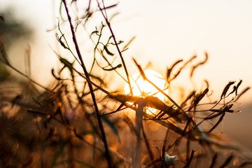 The background image of a grass flower with sunset light