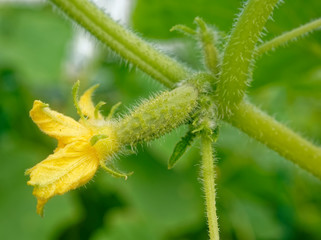 cucumber flower in the garden in summer, Russia