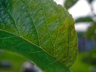 Apple leaf in summer on a branch, close-up