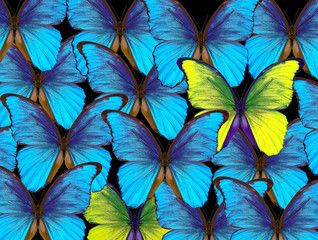 Fototapeta na wymiar Bright natural tropical background. Morpho butterflies texture background. Blue and yellow butterflies pattern.