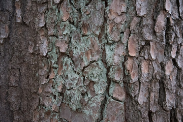 Tree bark close-up. The structure of the crust. The background is brown.