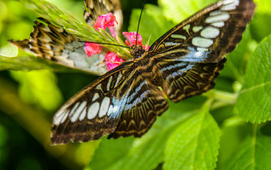 Fototapeta na wymiar butterfly in the zoo,penang,malaysia