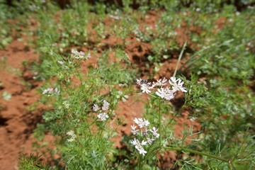 White flower with bee 