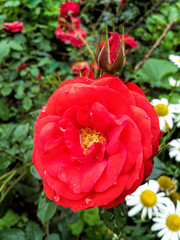 Beautiful bright rose on a sunny summer day