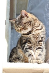 タビー柄の美しい猫アメリカンショートヘアー