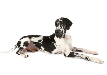 Pedigree Great Dane dog on a white background