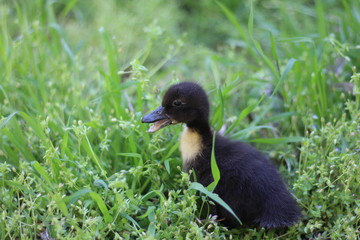 Baby goose, goose chicks goslings