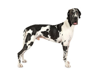 Thoroughbred Great Dane dog isolated on a white background