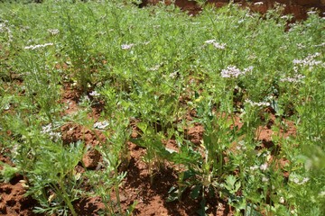 Coriander  garden