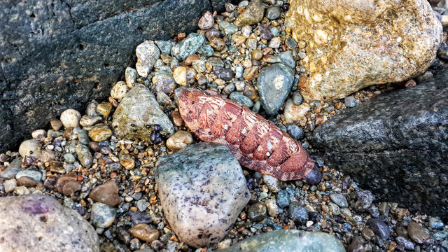 Flat plate worm on a rocky beach
