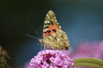 Schmetterling auf Flieder