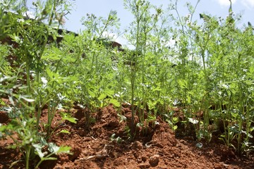 Coriander  garden