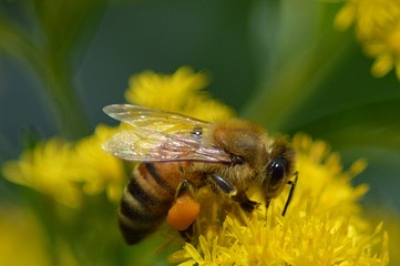 Biene sammelt Pollen