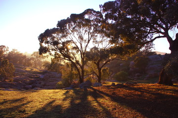 Tree Silhouette with Sun Rays 