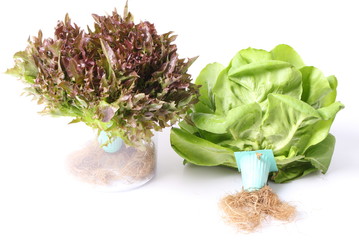 hydroponics vegetable isolated white background