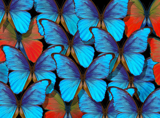 Fototapeta na wymiar Bright natural tropical background. Morpho butterflies texture background. Blue and red butterflies pattern.