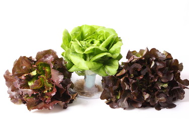 hydroponics vegetable isolated white background