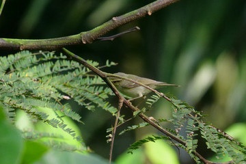 Birds of mangalore