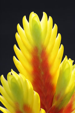 Bromelie