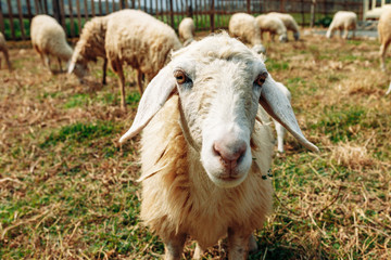 Sheep, sheep farm in the mountain, Beautiful countryside farm village