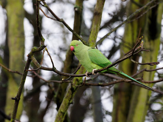 Ring-necked parakeet, Psittacula krameri