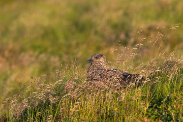 Great Skua - Catharacta skua - large brown sea bird from North Atlantic ocean, Runde island, Norway.