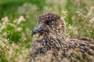 Great Skua - Catharacta skua - large brown sea bird from North Atlantic ocean, Runde island, Norway.