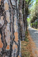 Avenue with trees of the Monforte Castle, Campobasso